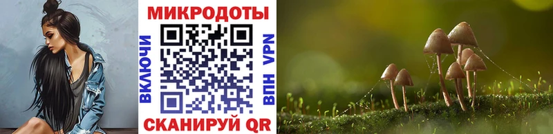 Галлюциногенные грибы Psilocybe Купить Кубинка